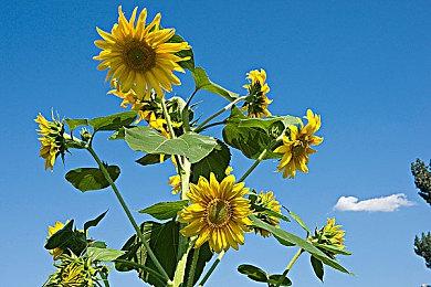 《巫师》新作为何换引擎？CDPR前员工爆料来了