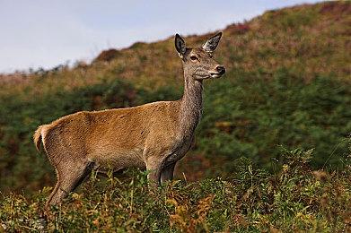 《双点博物馆》10月29日登陆Switch 2 好评模拟名作